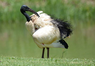 Close-up of  a sacred ibis grooming itself in the sun