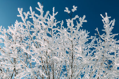 Close-up of snow on tree against blue sky
