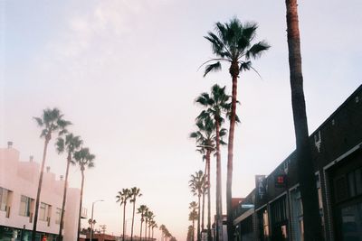 Low angle view of palm trees against sky