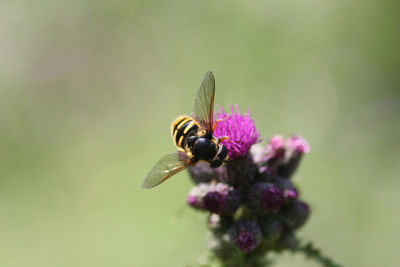 Close-up of bee pollinating on purple flower