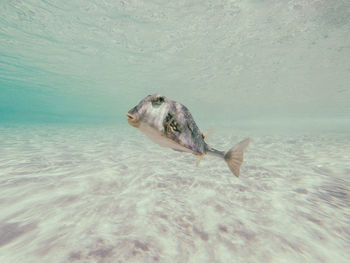 Close-up of fish swimming in sea