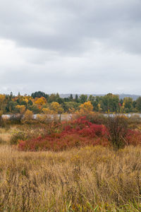 Scenic view of field against sky