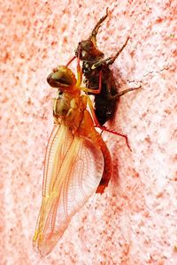 Close-up of insect on wood