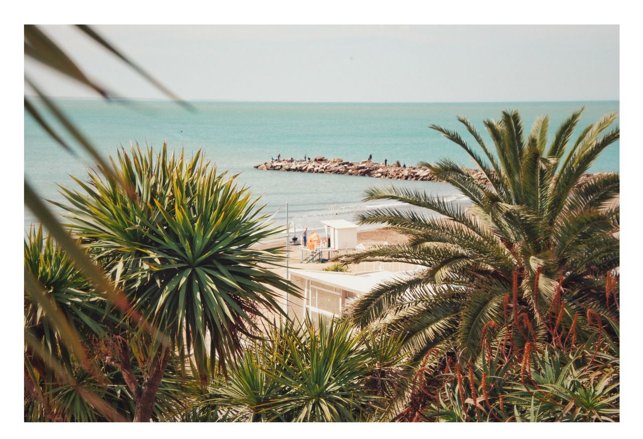 PALM TREES AND PLANTS AGAINST SEA