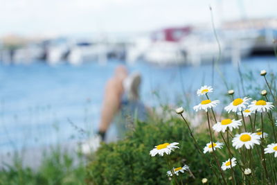 Close-up of yellow flowering plant on field against sea
