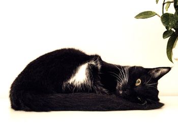 Close-up of cat sitting against white background