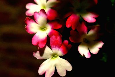Close-up of pink flowers