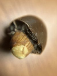 High angle view of shells