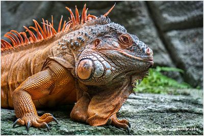 Close-up of a lizard on rock