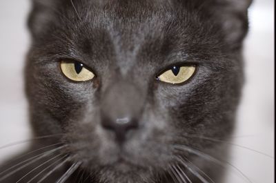 Close-up portrait of cat