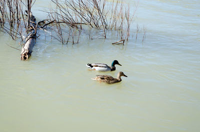 Birds swimming in lake