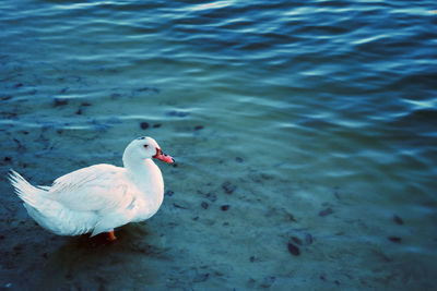 Close-up of bird in water