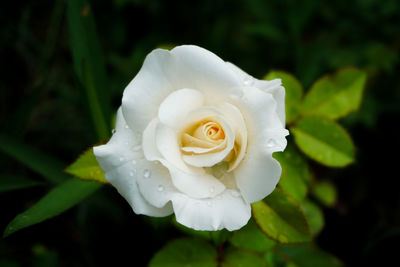 Close-up of white rose