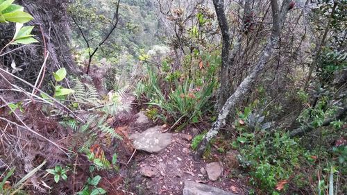 Trees growing in forest