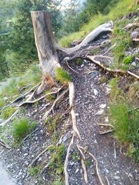 Close-up of tree stump in forest