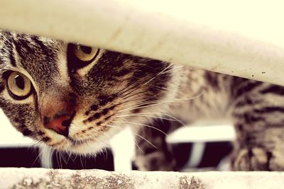 Close-up portrait of cat