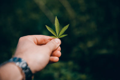 Close-up of hand holding leaves