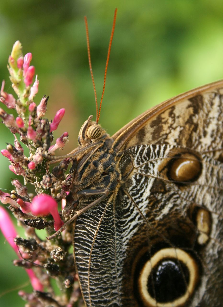 one animal, animal themes, animals in the wild, wildlife, insect, close-up, focus on foreground, selective focus, nature, butterfly - insect, animal markings, natural pattern, butterfly, day, outdoors, beauty in nature, animal antenna, animal wing, no people, perching