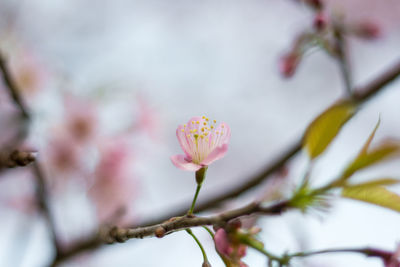  wild himalayan cherry with color is pink in the phu lom lo tourist attraction loei province thailand