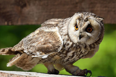 Close-up portrait of owl