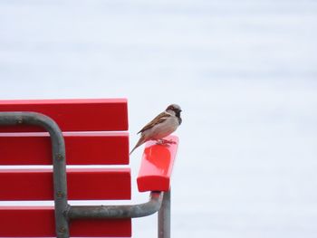 Bird perching on railing against sky