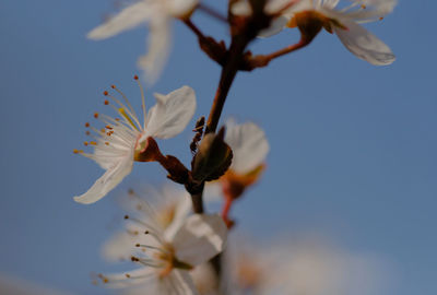 Close-up of white cherry blossoms