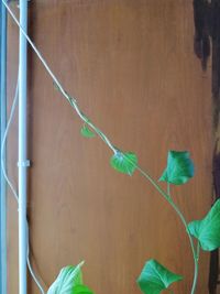Close-up of ivy against wall