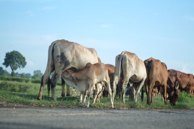 Cattle on field against sky