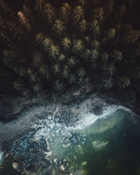 High angle view of river amidst trees in forest