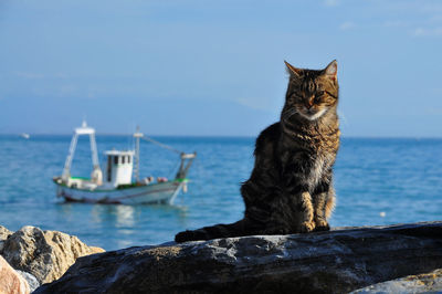Cat sitting on rock against sea and sky during sunny day