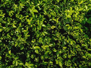 Full frame shot of fresh green leaves