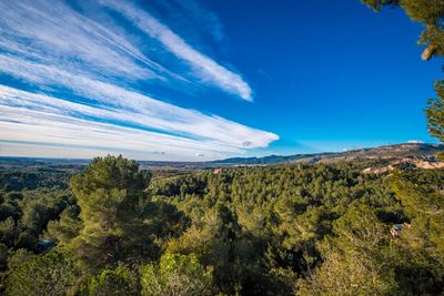 Trees on landscape against blue sky