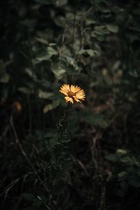 Close-up of yellow flowering plant on land