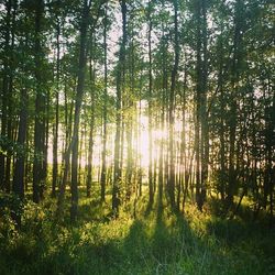 Sun shining through trees in forest