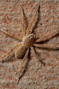 Close-up of spider on wall