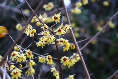 Close-up of plant against blurred background