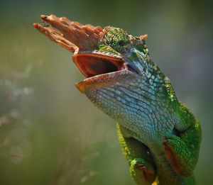 Close-up of a lizard