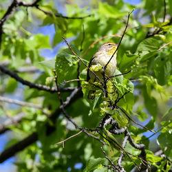 Close-up of palm warbler bird perching on tree