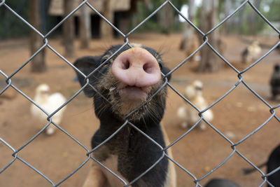 Close-up of monkey