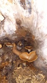 Close-up of animal shell on white surface