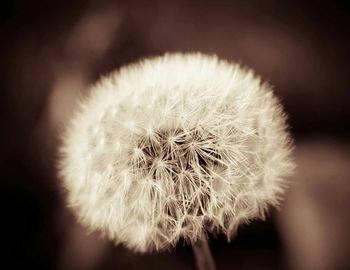 Close-up of dandelion flower