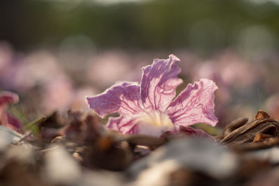 Close-up of pink flowering plant leaves during autumn