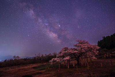 Cherry blossoms and milky way