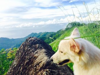 Close-up of dog on mountain against sky