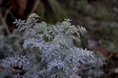 Close-up of frozen plant