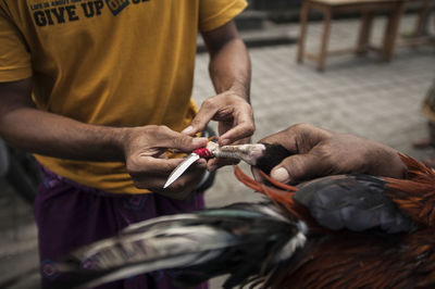 Midsection of man holding chicken