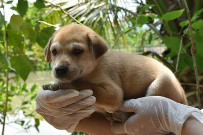 Close-up of hand holding puppy