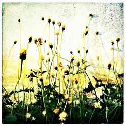 Close-up of yellow flowers growing in grass