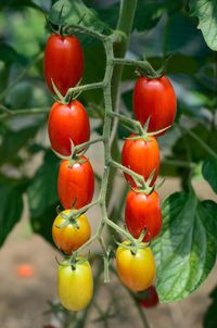 Close-up of tomatoes on tree