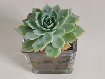 High angle view of succulent plant on table